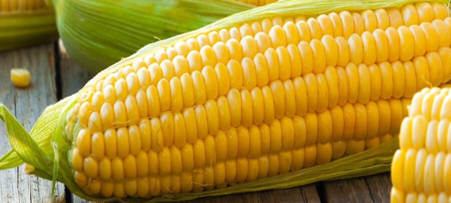 Sweet Corn